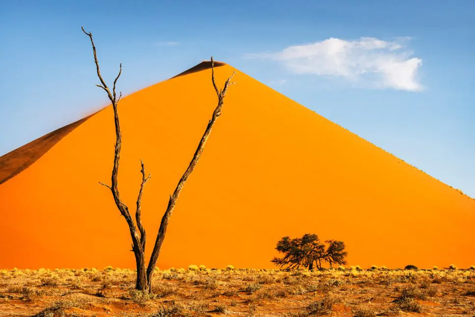‘Exposed’, Location: Namib-Naukluft National Park, Namibia © Catherine Bullen, 2nd Place, PMC Plants & Planet, IGPOTY Competition 19.