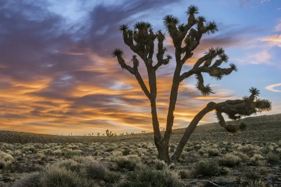 'Joshua Tree at Dusk', Location: Death Valley, USA. © Uwe Beutnagel-Buchner, 3rd Place, PMC Plants & Planet, IGPOTY Competition 19.