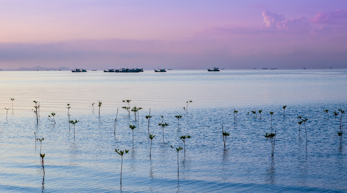 'Mangrove Restoration', Location: Kep, Cambodia. © Stephen Studd, 1st Place, PMC Plants & Planet, IGPOTY Competition 19.